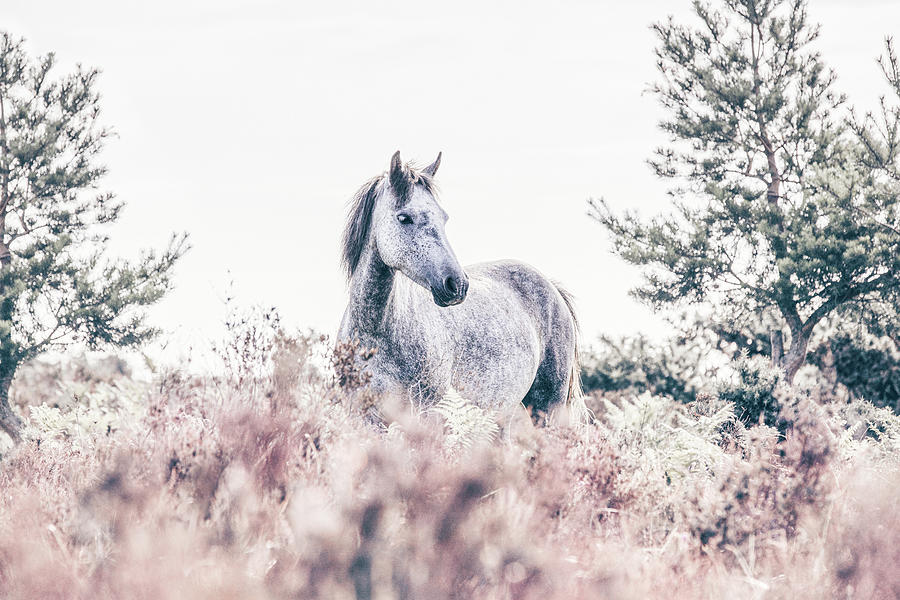 Rupert - Horse Art Photograph by Lisa Saint