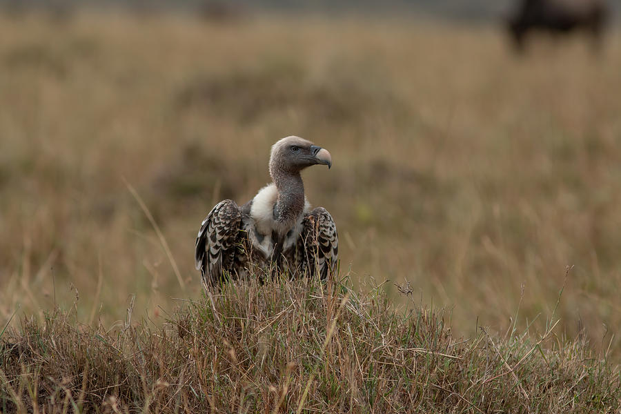 Ruppell vulture Photograph by Ramabhadran Thirupattur