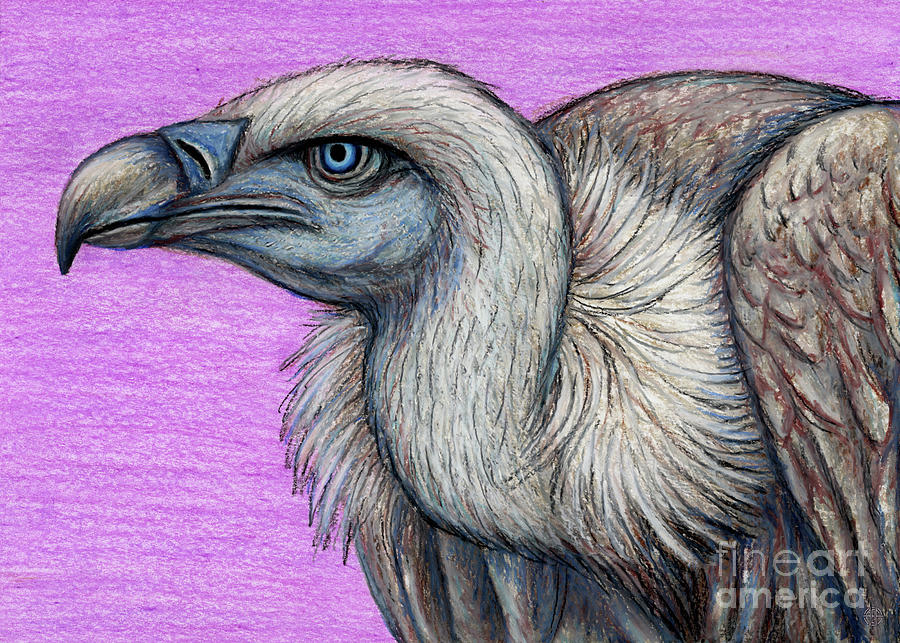 Ruppells Blue Eyed Griffon Vulture Painting by Amy E Fraser
