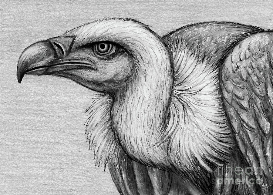 Ruppells Blue Eyed Griffon Vulture. Black and White Drawing by Amy E Fraser