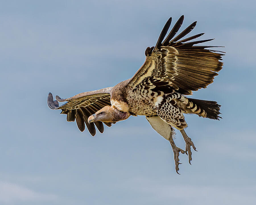 Airlift' - Feryna Wazheir flying high - Asian Culture Vulture