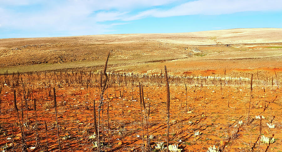 Rural Australia Landscape 2 by Lexa Harpell. Photograph by Lexa Harpell