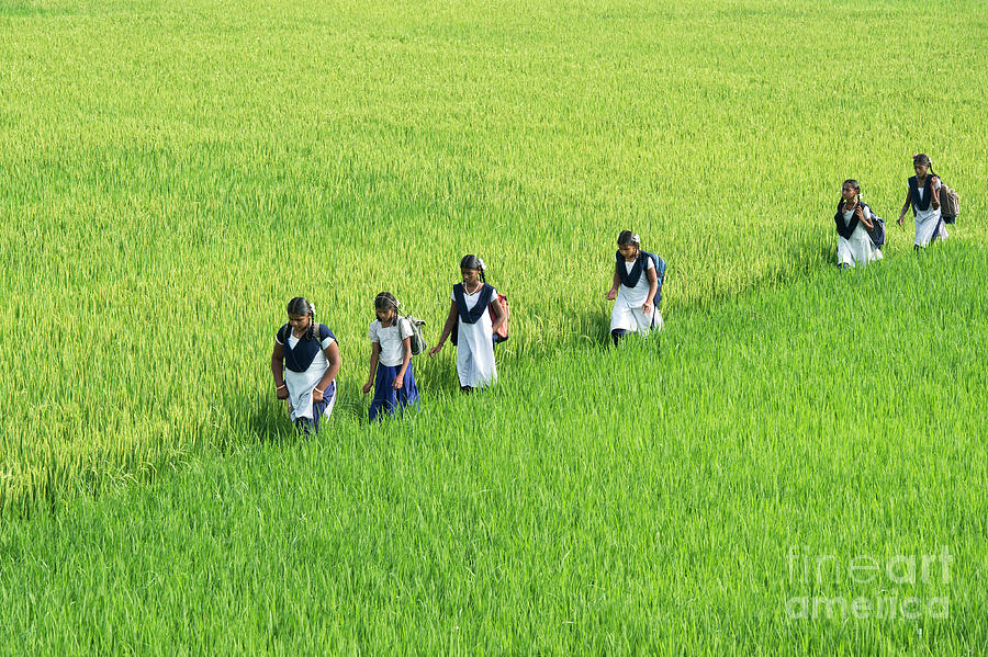 Rural Indian Girls Walking to School  Photograph by Tim Gainey