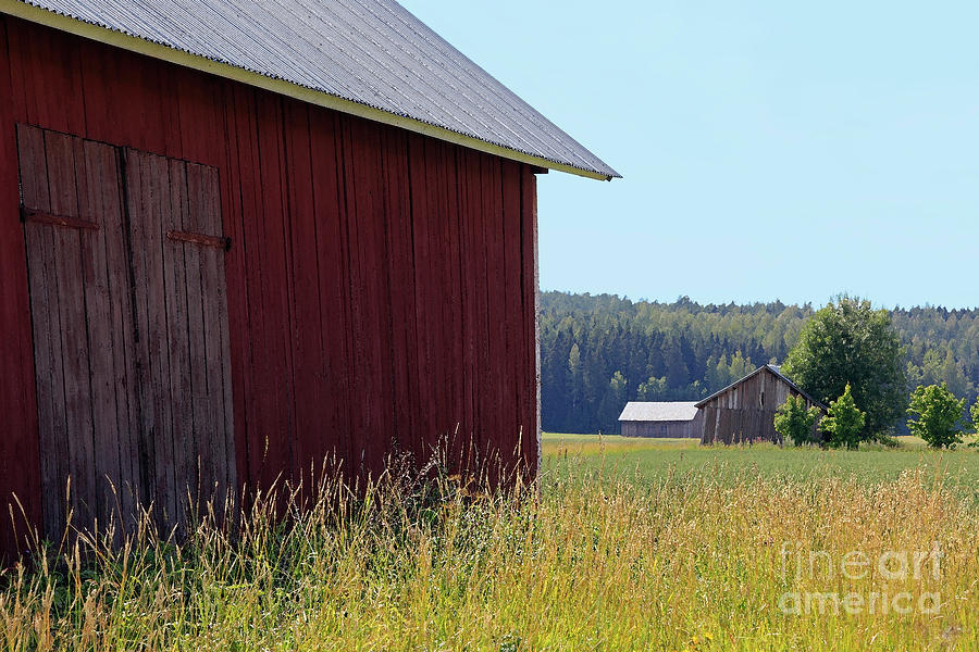 Country Road Through Fields in Late Summer by Taina Sohlman