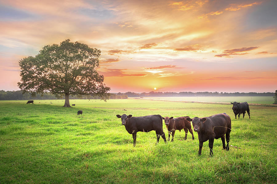 Rural Mississippi Farm Cows Sunset  Photograph by Jordan Hill