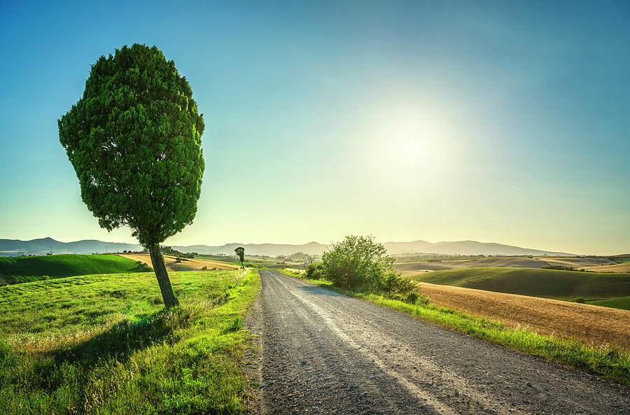 Rural road and tree in Tuscany Photograph by Stefano Orazzini