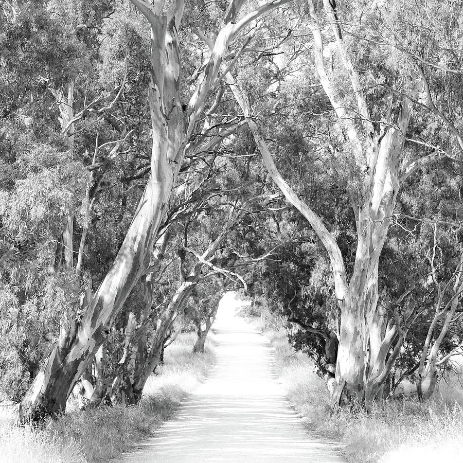 Rural Road Barossa Valley - BW Photograph by Lexa Harpell