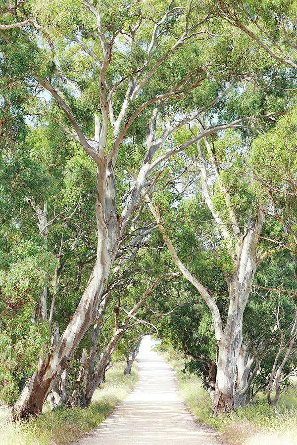 Rural Road - Barossa Valley Photograph by Lexa Harpell