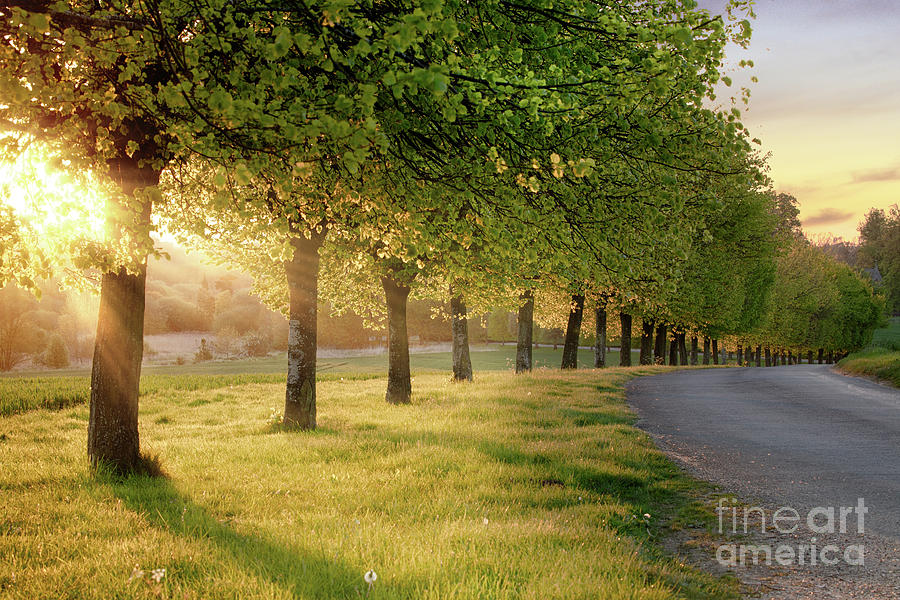 Rural road lined with trees at sunset Photograph by Simon Bratt