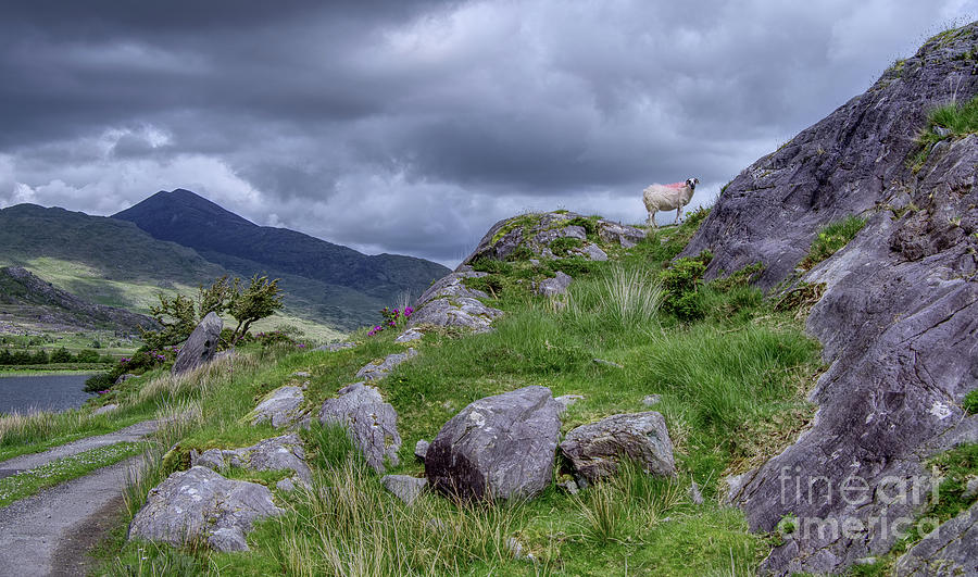 Rural Road, Mountains And A Sheep Photograph by Lidija Ivanek - SiLa