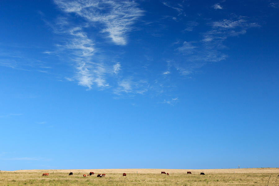 Rural scene in Maldonado department, near Punta del Este, Uruguay Photograph by ElOjoTorpe