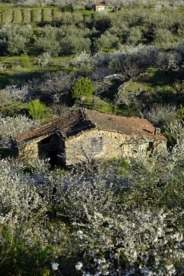 Rural scene in Spain Photograph by Carlos Sanchez Pereyra