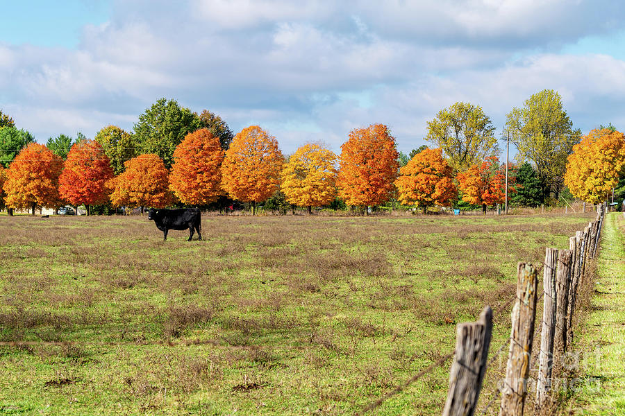 Rural Springfield Cattle Farm Autumn Photograph by Jennifer White