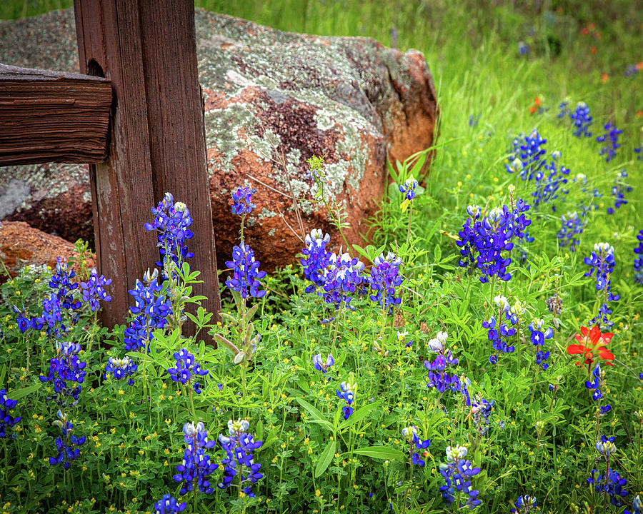 Rural Texas Bluebonnets  Photograph by Harriet Feagin