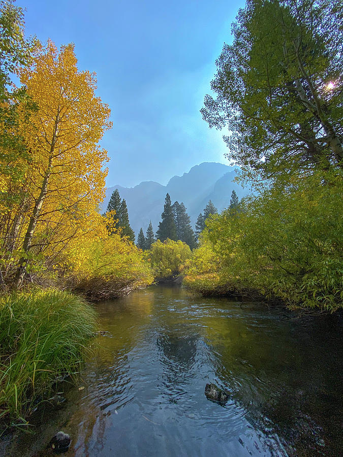 Rush Creek Aspens Photograph by Mark Robert Bein
