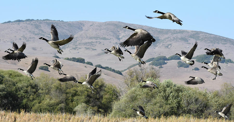 Rushing Geese Photograph by D Patrick Miller