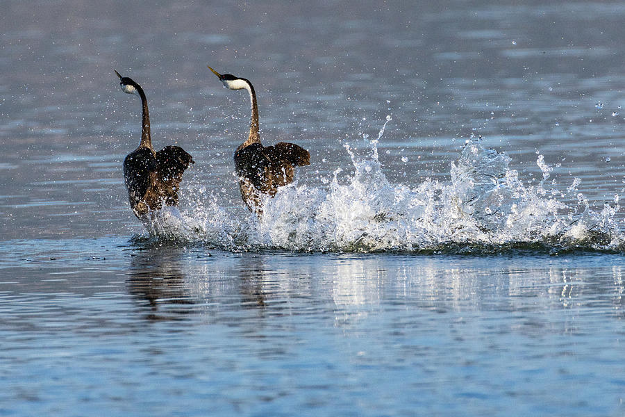 Rushing Grebes Photograph by Mike Lee