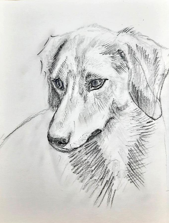 Russel Terrier Drawing by Asha Sudhaker Shenoy