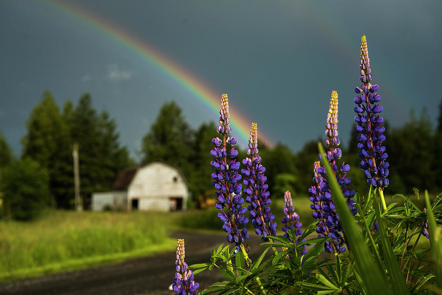 Russell Lupine Rainbow Photograph by Robert Potts