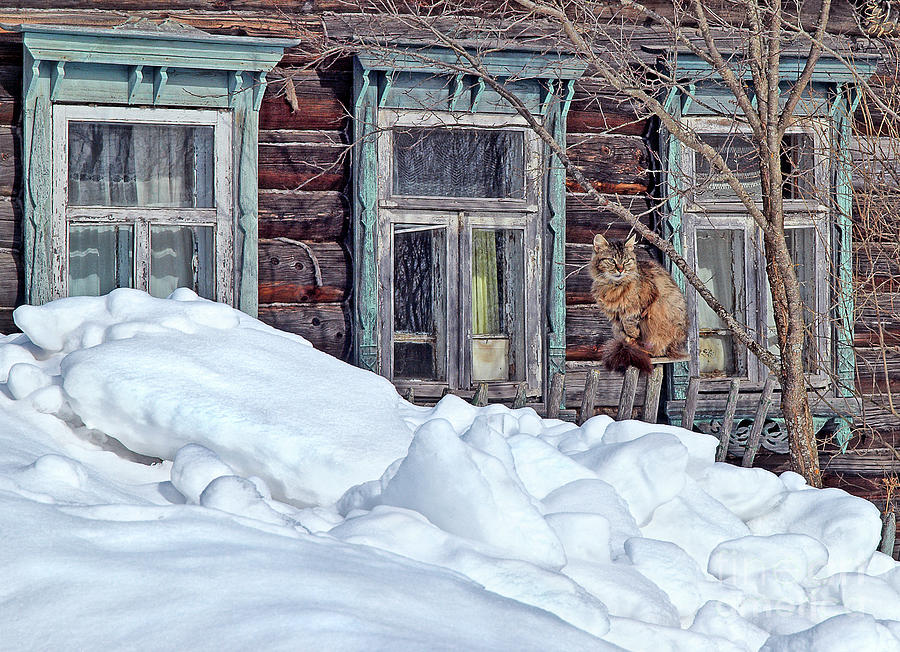 home - WARM-HEARTEN Russian house,winter SNOW cat SITTING AT FENCE AT HOME-old traditional log house Photograph by Tatiana Bogracheva