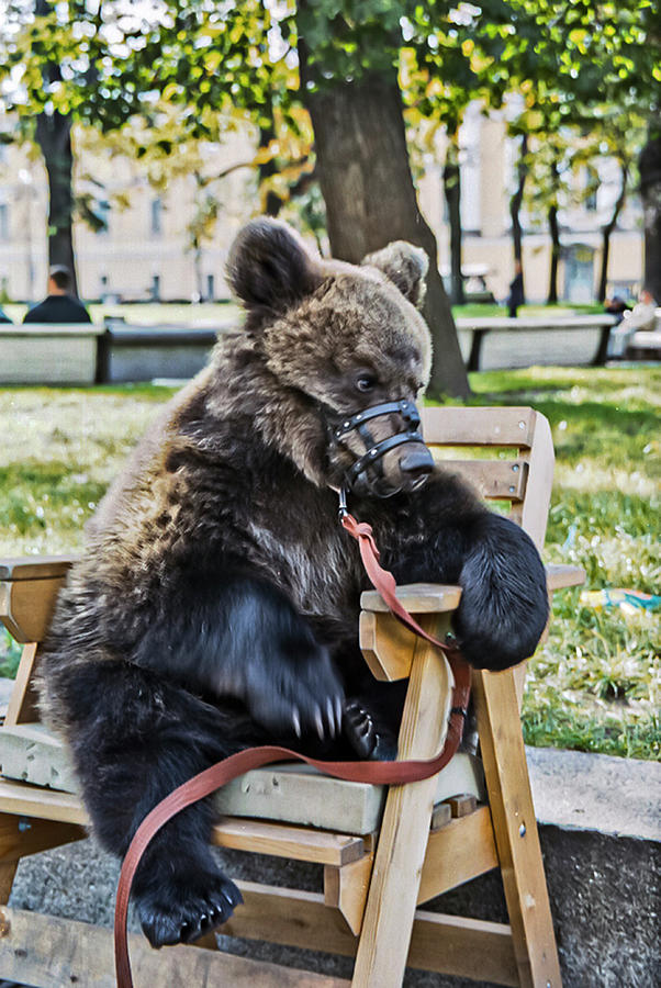 Russian Bear in a Chair Photograph by Matthew Bamberg