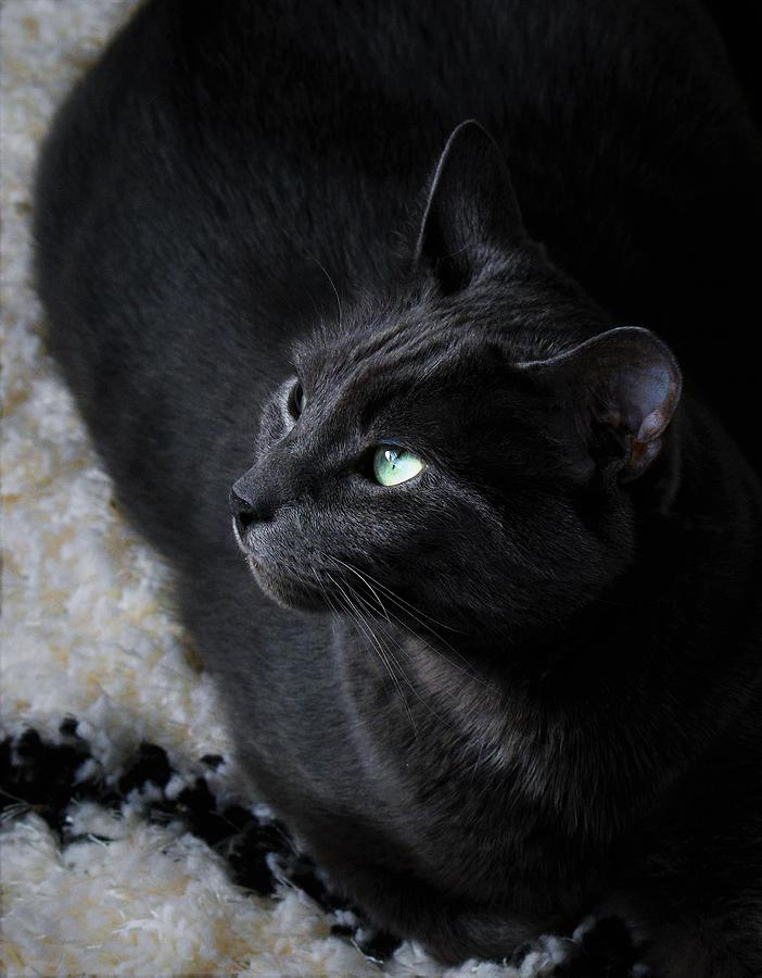 - Russian Blue 6 Photograph by THERESA Nye