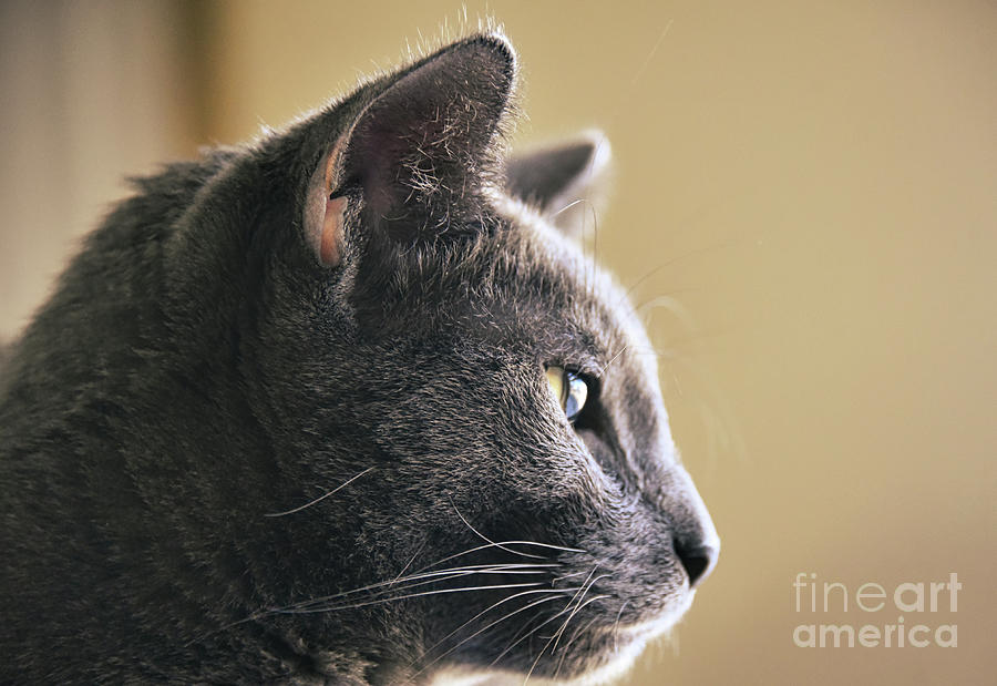 Russian Blue Cat Photograph by Andrea Anderegg