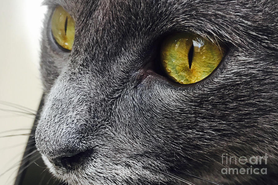 Russian Blue Cat Eyes Photograph by Andrea Anderegg