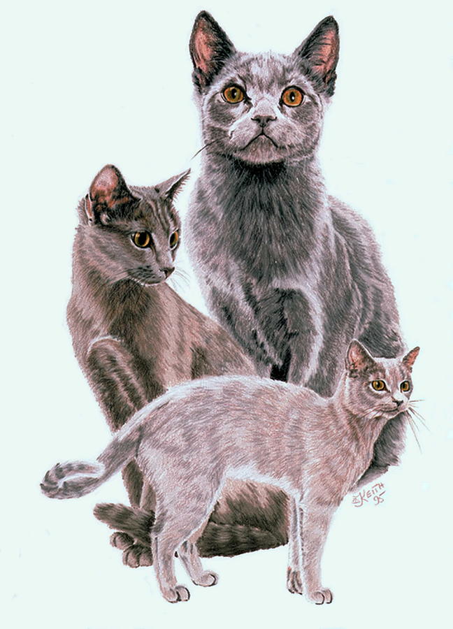 Russian Blue Collage Drawing by Barbara Keith