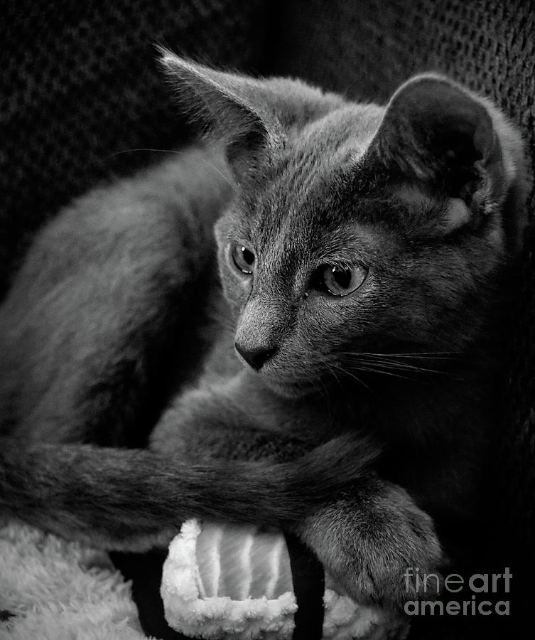 Russian Blue Kitten Portrait 2 Photograph by Andrea Anderegg