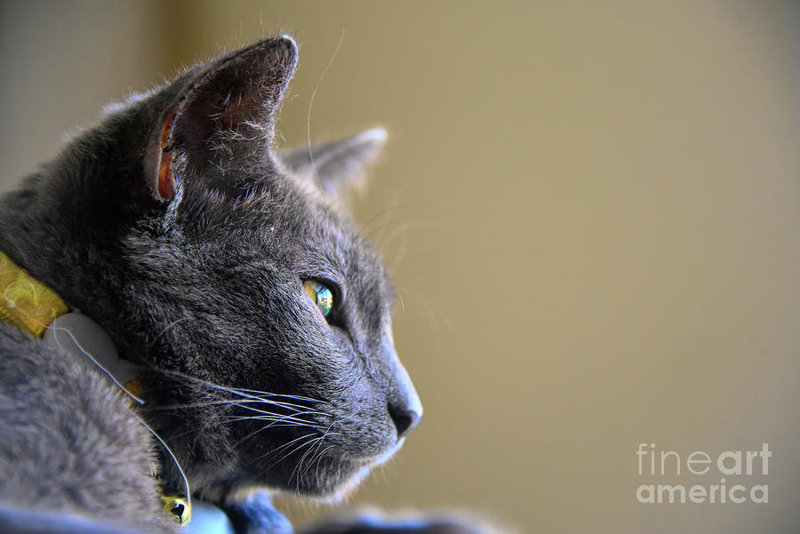 Russian Blue Kitten Portrait 4 Photograph by Andrea Anderegg