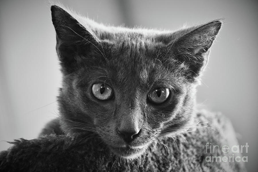 Russian Blue Kitten Portrait 6 Photograph by Andrea Anderegg
