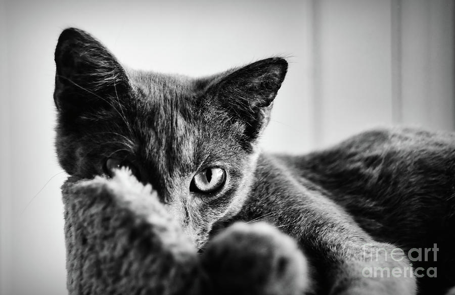 Russian Blue Kitten Portrait 7 Photograph by Andrea Anderegg