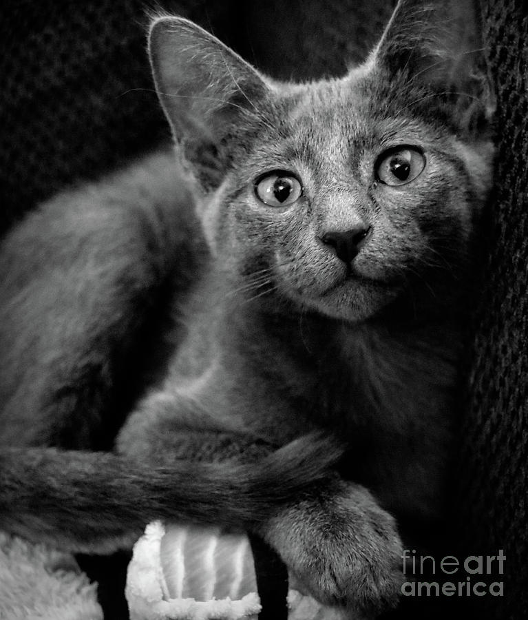 Russian Blue Kitten Portrait Photograph