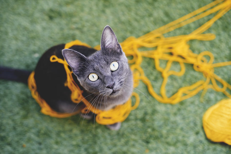 Russian blue tangled in yellow wool looking up to camera Photograph by Westend61