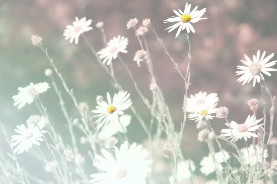 Russian field of daisies Photograph by Lali Kacharava | Fine Art America