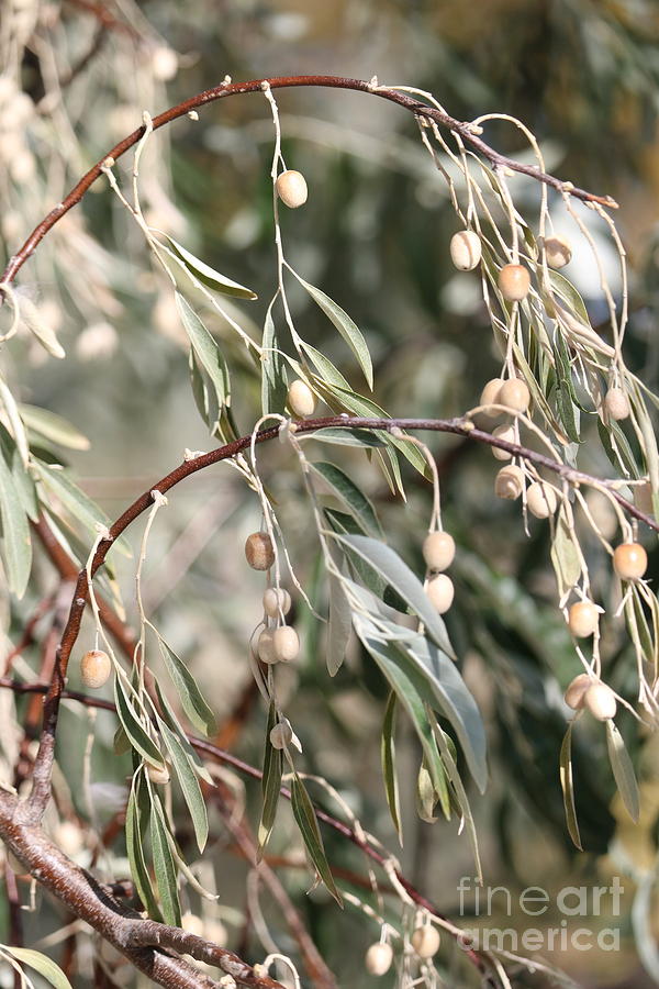 Russian Olive Tree Branches Photograph by Carol Groenen