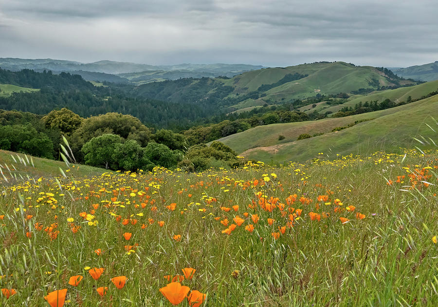 Santa Cruz Mountains Wildflowers #1 Photograph by Carla Brennan