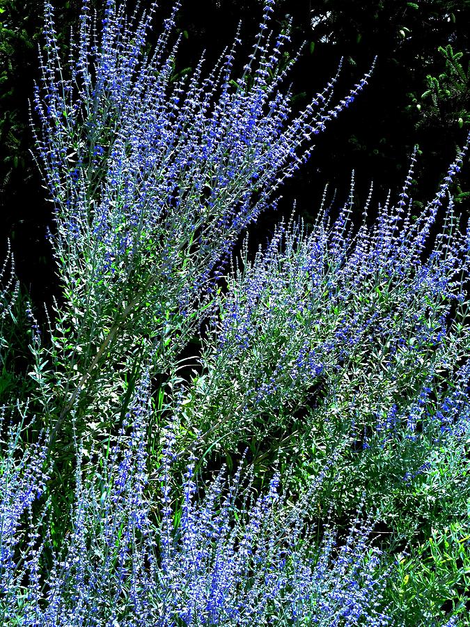 Russian Sage in Blue Photograph by Mike McBrayer