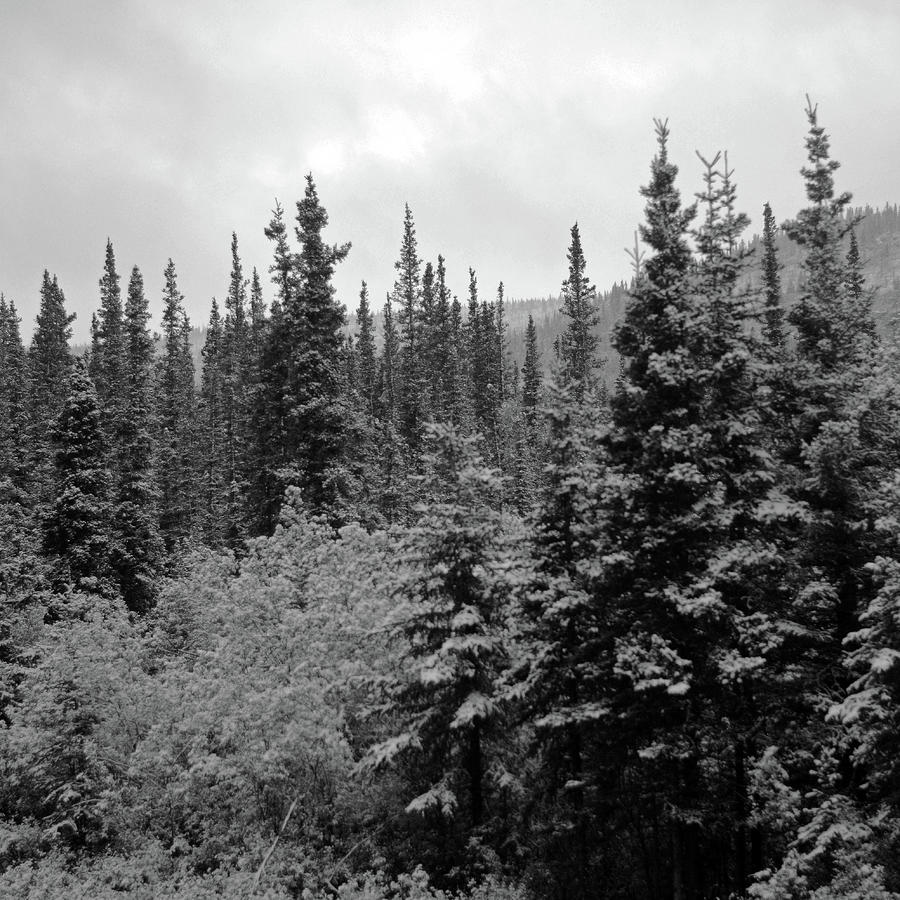 Russian Spruce in Alaska Photograph by Connie Fox