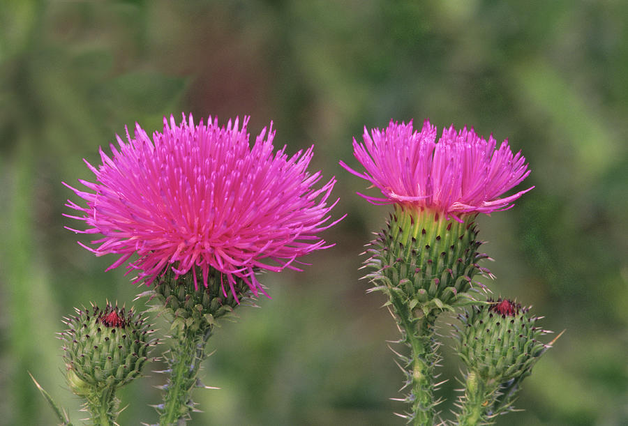 russian thistle flower
