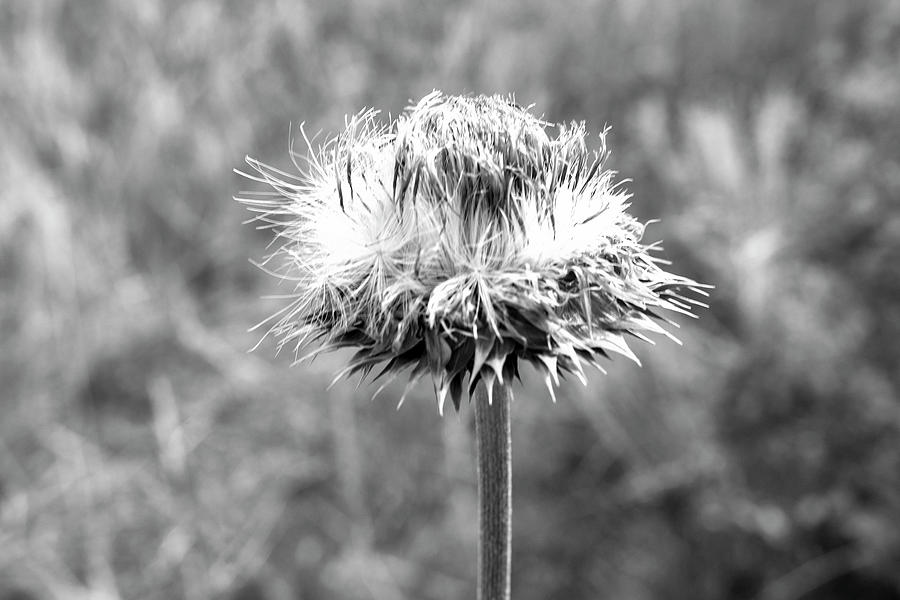 Russian Thistle Black and White 92521 Photograph by Cathy Anderson