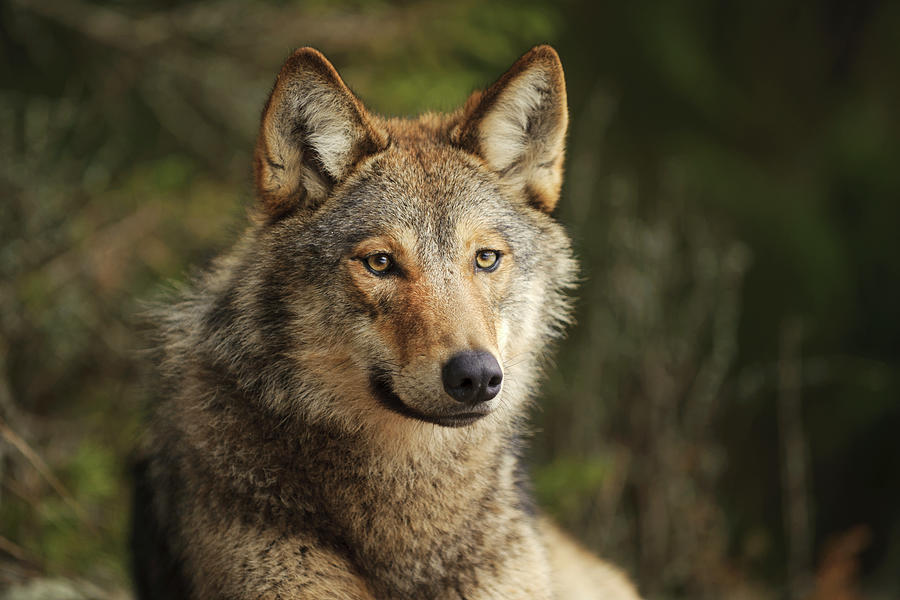 Russian Wolf Photograph by Sergey Gorshkov