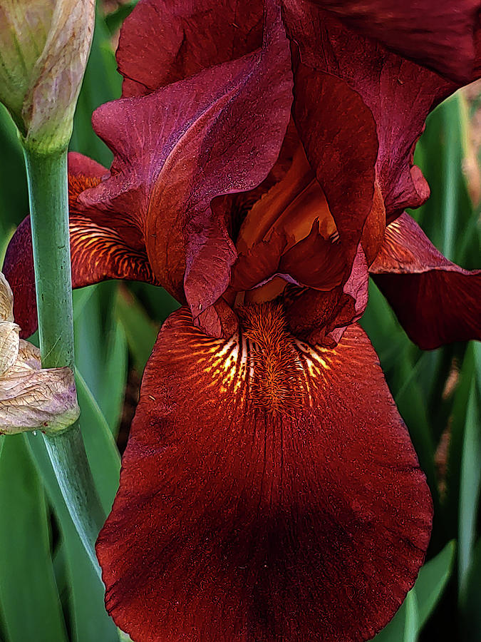 Rust and Burgundy Bearded Iris d Photograph by Linda McCarthy - Fine ...