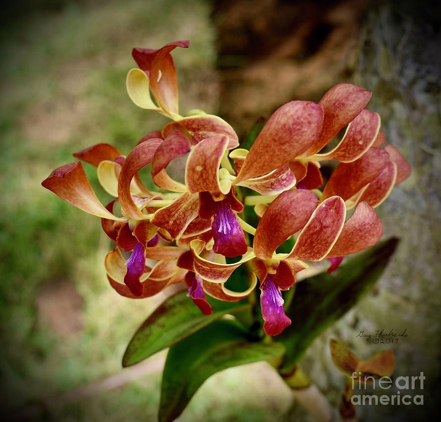 Rust Dendrobium Orchid Photograph