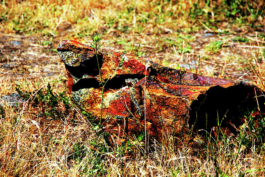 Tree Photograph - Rusted Rock by Simone Hester