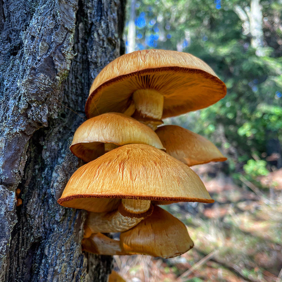 Rustgills Photograph by Perry Hoffman