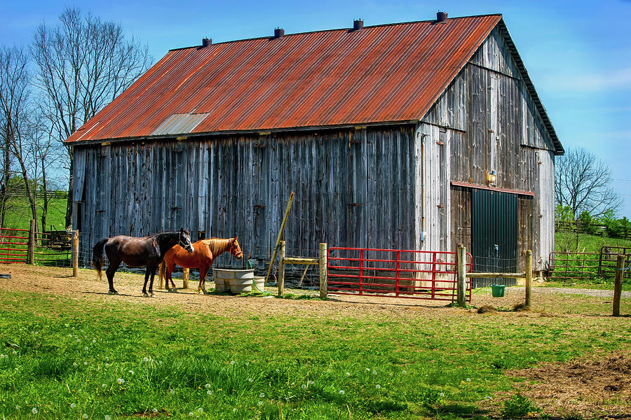 Rustic Barn and Horses Photograph by Anthony Jones