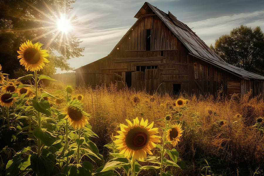 Architecture Photograph - Rustic Barn And Sunflowers by Athena Mckinzie