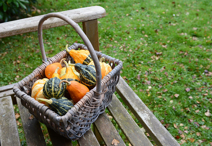 Rustic basket filled with a selection of ornamental gourds Photograph by Sarahdoow